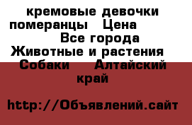 кремовые девочки померанцы › Цена ­ 30 000 - Все города Животные и растения » Собаки   . Алтайский край